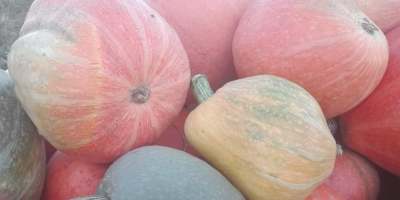 Venderé calabazas comestibles directamente del campo