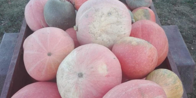 Venderé calabazas comestibles directamente del campo