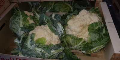 Coliflor, fresca, polaca, 6 piezas / cartón, 390 piezas