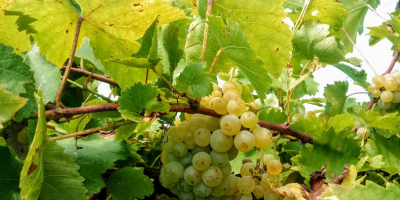 Las uvas moscatel han disminuido