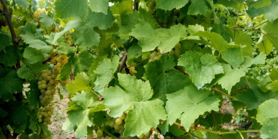 Las uvas moscatel han disminuido