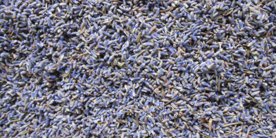 En venta; bonito conjunto de flores de lavanda 2019