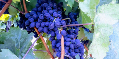 Tenemos a la venta la uva de vino Moldavia