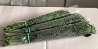 Aceptamos pedidos contractuales de hierbas (eneldo, perejil, cilantro, menta)