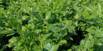 Apio, variedad Tango, súper saludable, sin parálisis, grandes cantidades,