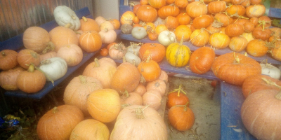 Calabaza de varias especies sin abono.