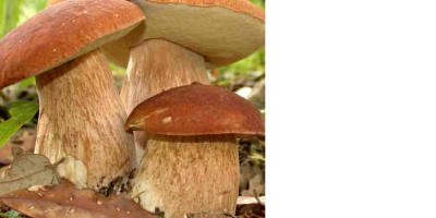 champiñones frescos como máximo dos días después de la