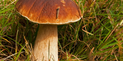 Compra Boletus White 20 PLN. Kg Podgrzybek Mały -