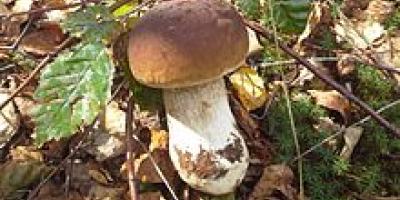 Tengo a la venta: Boletus blanco 28 PLN kg