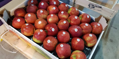 Tenemos manzanas disponibles de Polonia a buen precio. Visite