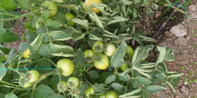 Compro tomates precocinados, sabrosos y saludables, su propia cultura