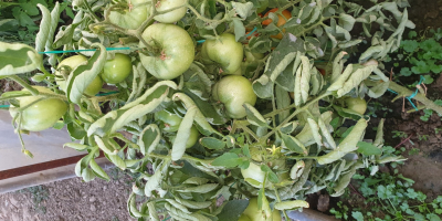 Compro tomates precocinados, sabrosos y saludables, su propia cultura