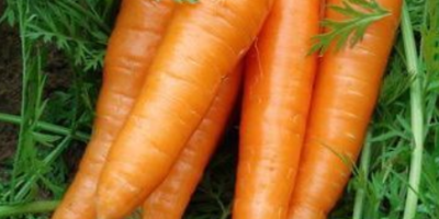 Xiamen China Fresh Red Carrot Detalles del producto Tipo: