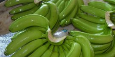 Plátanos de Cavendish disponibles a precios baratos, comuníquese con