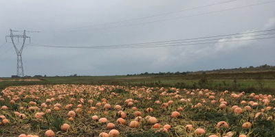 Venderé calabazas bambino, interesado, contácteme