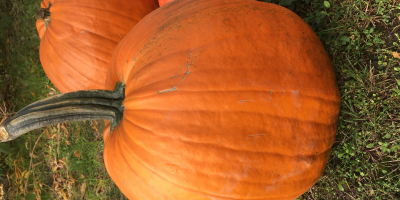 Venderé una calabaza de Halloween, contáctame si estás interesado.