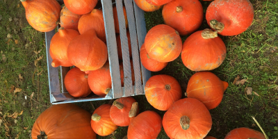 Venderé una calabaza de Hokkaido. La calabaza Hokkaido es