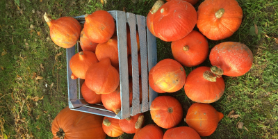 Venderé una calabaza de Hokkaido. La calabaza Hokkaido es