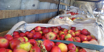 Ofrecemos manzanas de Macedonia. Para la industria y para