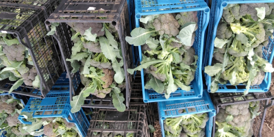 Brócoli de jardín producido en Moțăței