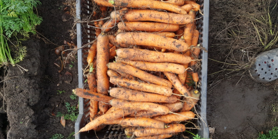 Venderé zanahorias, nerac, bienes comerciales 2,5-4