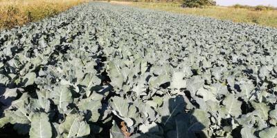 El brócoli está listo. Calibre 1kg