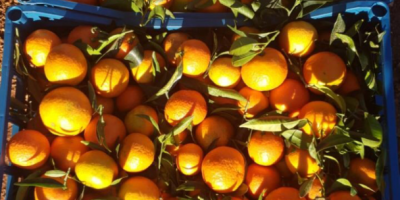 Mandarina española Valencia Mix clase 1 y 2 precio