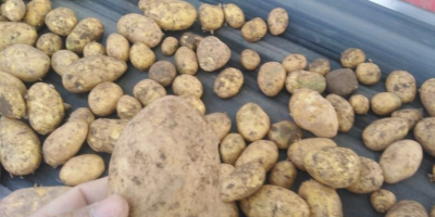 Venta de papas al por mayor en Pavlodar, Kazajstán,