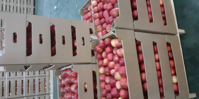 Ofrecemos manzanas de diferentes variedades en grandes cantidades.