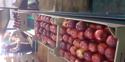 Ofrecemos manzanas de diferentes variedades en grandes cantidades.