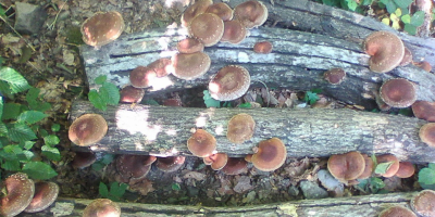 Shiitake (Lentinus Edodes) ECO, uscat natural (secado natural).