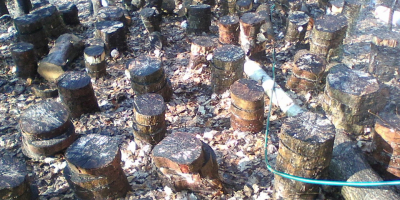 Shiitake (Lentinus Edodes) ECO, uscat natural (secado natural).