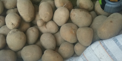 Hola vendo papas tifón variedad 100 toneladas GRAN embalaje