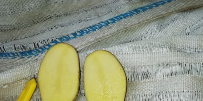 Hola vendo papas tifón variedad 100 toneladas GRAN embalaje