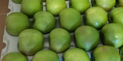 Granny Smiths, tamaño de manzana 65+, calibrada y empacada