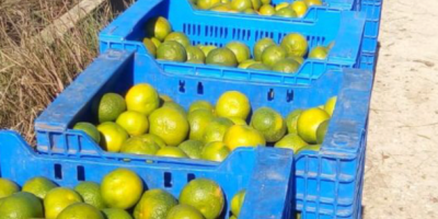 Primafiori limones calibre 3 y 4. Embalaje de 10/15