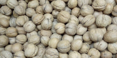 Tengo a la venta nueces de la cosecha de