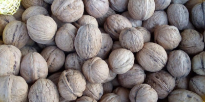 Tengo a la venta nueces de la cosecha de
