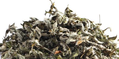 La Artemisia argyi, comúnmente conocida como ajenjo plateado o