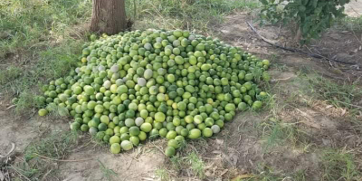 Aproximadamente 40,000 kilogramos de limones de Lisboa y Eureka