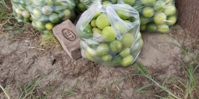 Aproximadamente 40,000 kilogramos de limones de Lisboa y Eureka