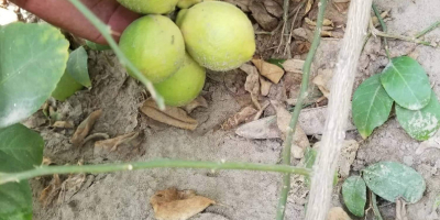 Aproximadamente 40,000 kilogramos de limones de Lisboa y Eureka