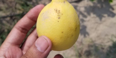 Aproximadamente 40,000 kilogramos de limones de Lisboa y Eureka