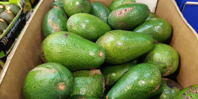 Aguacates directamente del fabricante. Fuerte y variedad hass. El