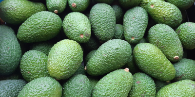 Aguacates directamente del fabricante. Fuerte y variedad hass. El