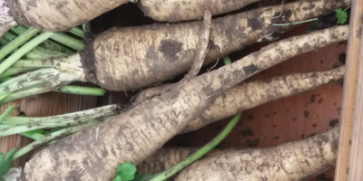 Vendo zanahorias y encurtidos