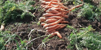 Vendo zanahorias y encurtidos
