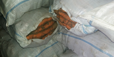 Vendo zanahorias y encurtidos