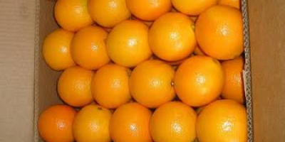 Naranjas frescas de ombligo - Clase 1 - tamaño