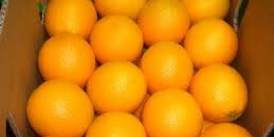 Naranjas frescas de ombligo - Clase 1 - tamaño